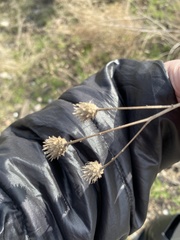 Centaurea stoebe