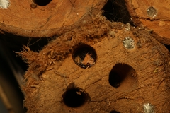 Megachile lerma