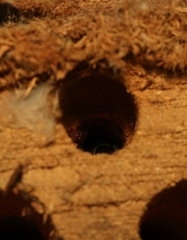 Megachile lerma