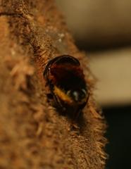 Megachile lerma