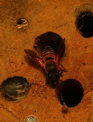 Megachile lerma