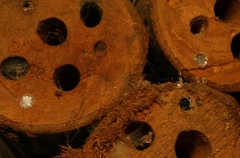 Megachile lerma