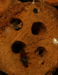 Megachile lerma