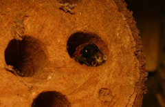 Megachile lerma