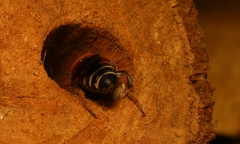 Megachile lerma