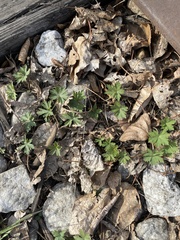 Geranium sibiricum
