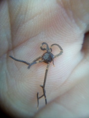 Amphipholis squamata