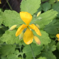 Chelidonium majus