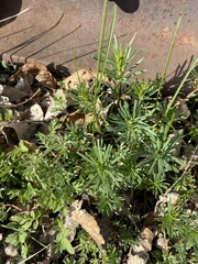 Galium verum