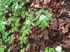 Anemonoides nemorosa