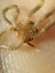 Amphipholis squamata