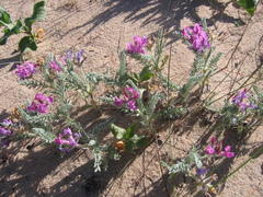 Oxytropis lanata