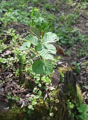 Alnus glutinosa