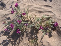 Oxytropis lanata