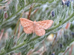 Idaea ochrata