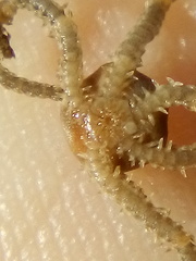 Amphipholis squamata