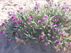 Oxytropis lanata