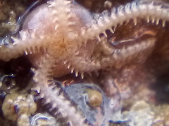 Amphipholis squamata