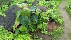 Ficus arnottiana