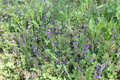 Glechoma hederacea