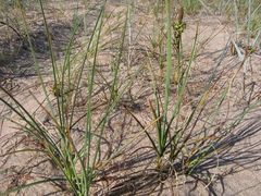 Carex sabulosa