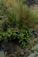 Blechnum durum