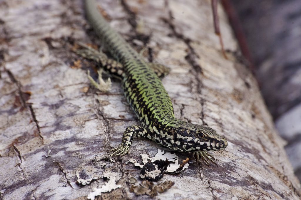 Common Wall Lizard (Podarcis muralis)
