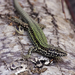 Common Wall Lizard - Photo (c) Leon van der Noll, some rights reserved (CC BY-NC-ND)