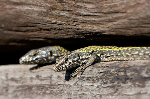 Common Wall Lizard, photo 7 of 7