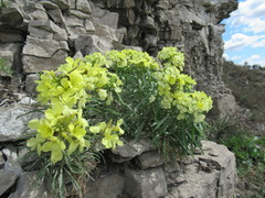 Erysimum flavum