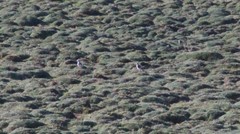 Vanellus resplendens