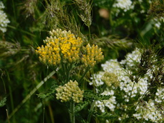 Achillea arabica