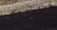 Daptrius carunculatus