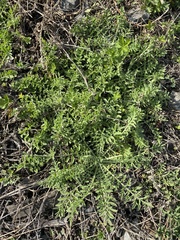 Centaurea stoebe