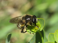 Platynochaetus setosus