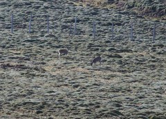 Odocoileus virginianus ustus