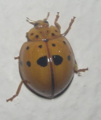 Harmonia vigintiduomaculata