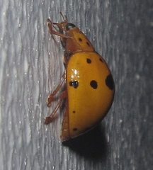 Harmonia vigintiduomaculata