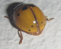 Harmonia vigintiduomaculata