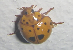 Harmonia vigintiduomaculata
