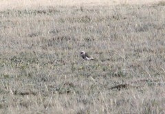 Vanellus resplendens