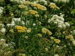 Achillea arabica