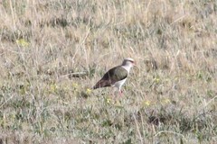 Vanellus resplendens