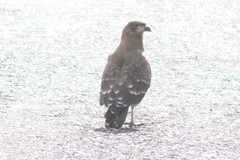 Daptrius carunculatus