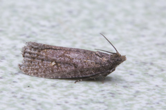Cryptaspasma
