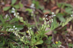 Polygala amarella