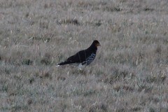 Daptrius carunculatus