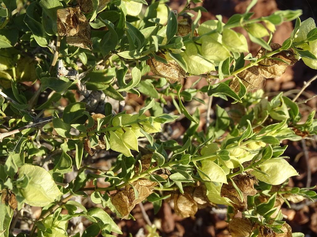 Ivory petalbush