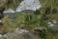 Anisotome antipoda