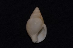 Nassarius crematus